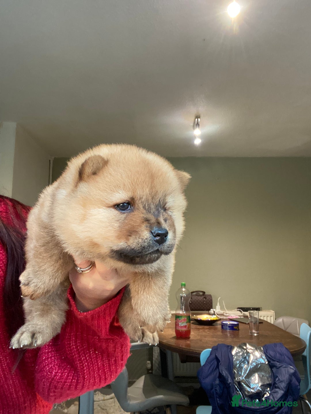 Chow Chow dogs for sale: Chow chow puppies  - Advert 9