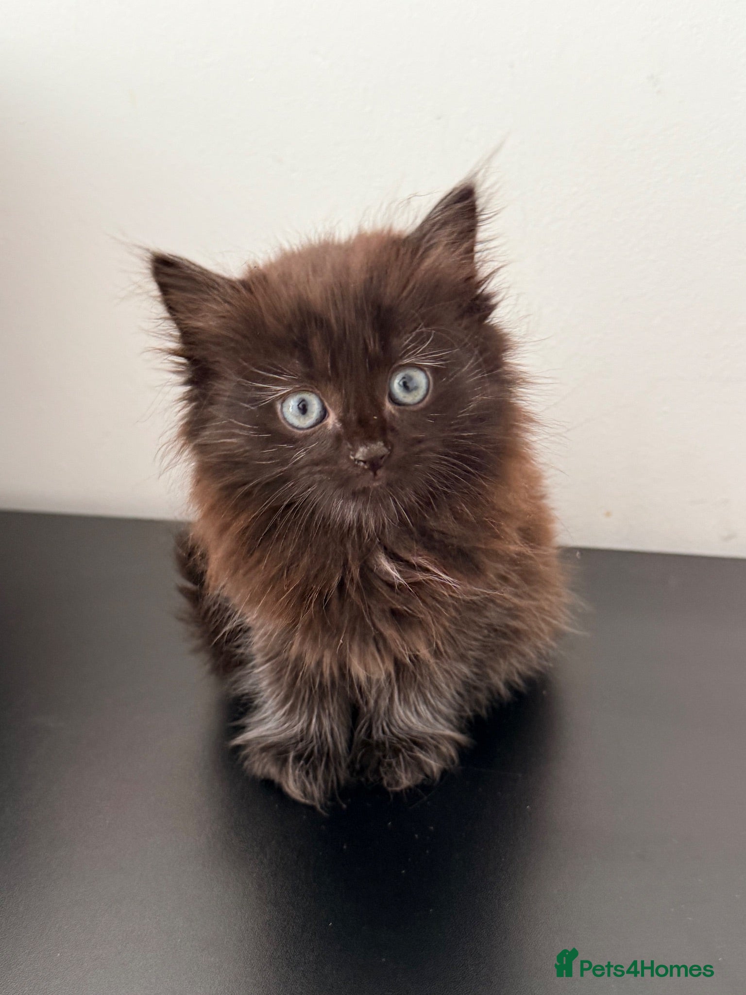 Mixed Breed cats 3 gorgeous kittens for sale  - Advert 1