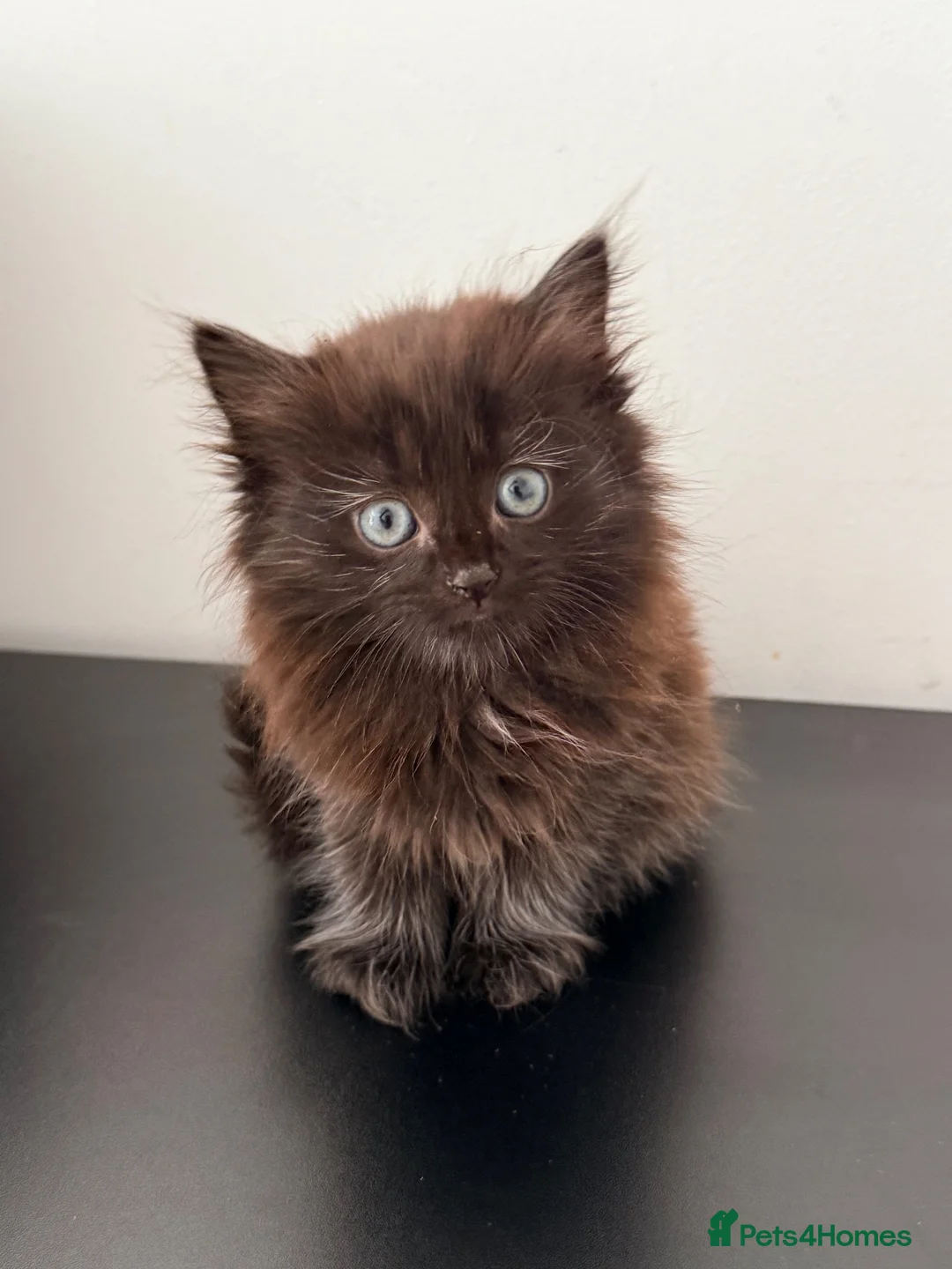 Mixed Breed cats for sale: 3 gorgeous kittens for sale  - Advert 1