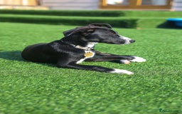 Mixed Breed dogs for adoption: Delightful Dolly - Image 18