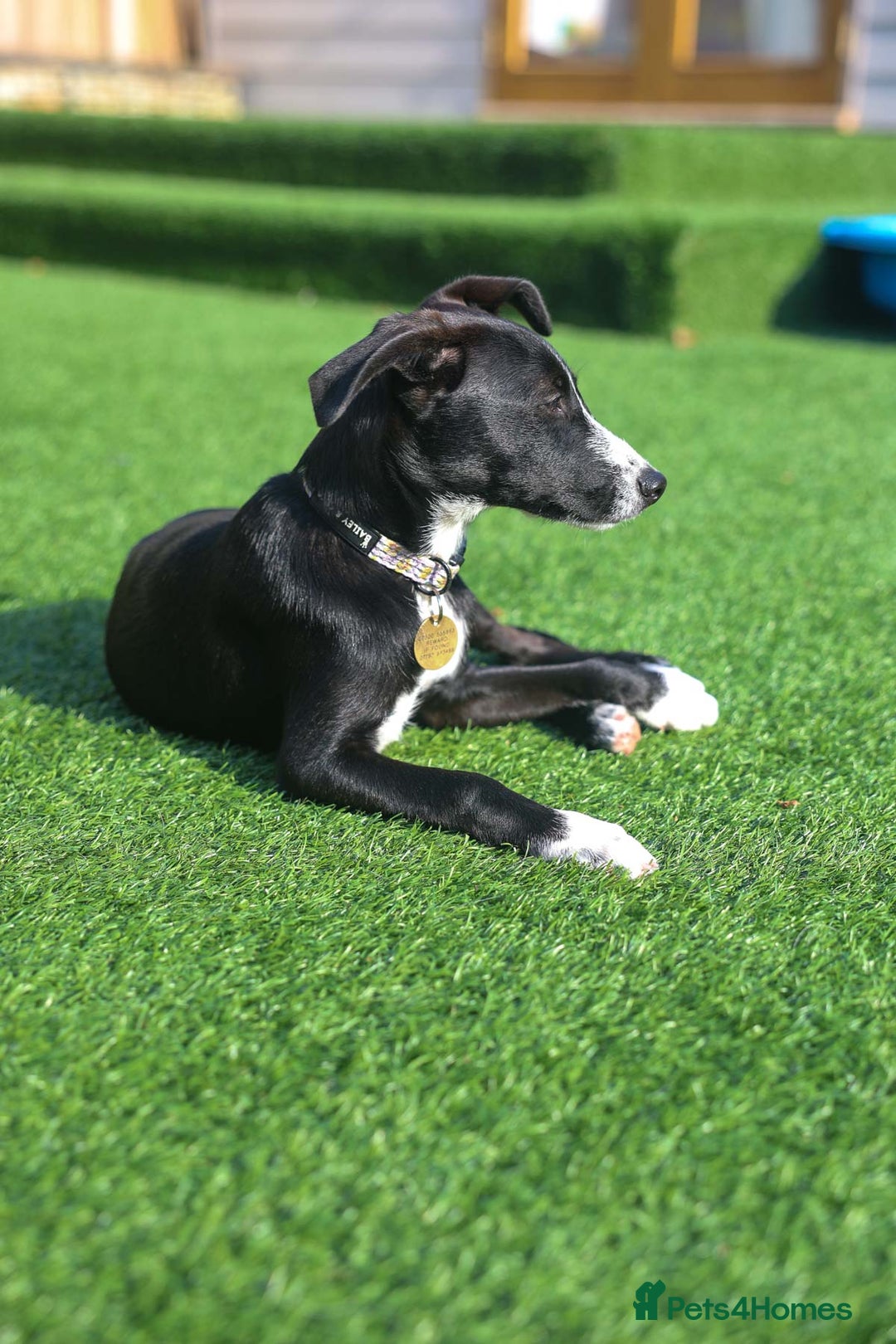 Mixed Breed dogs for adoption: Delightful Dolly - Image 18