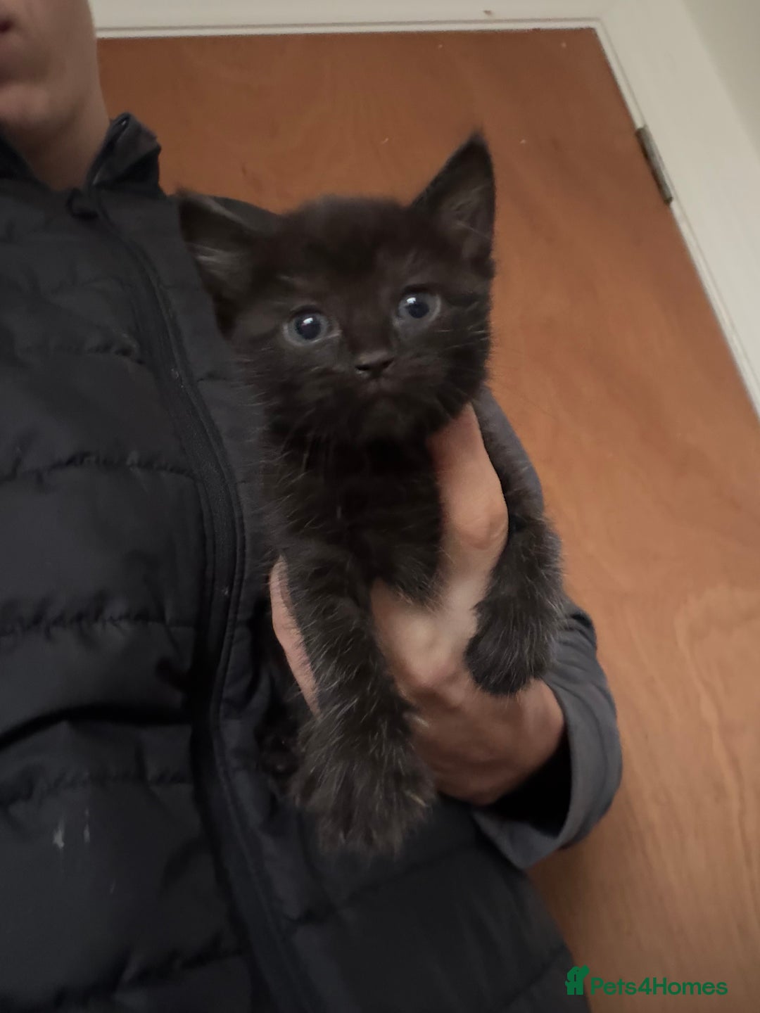 Bombay cats for sale: Kittens - Image 6