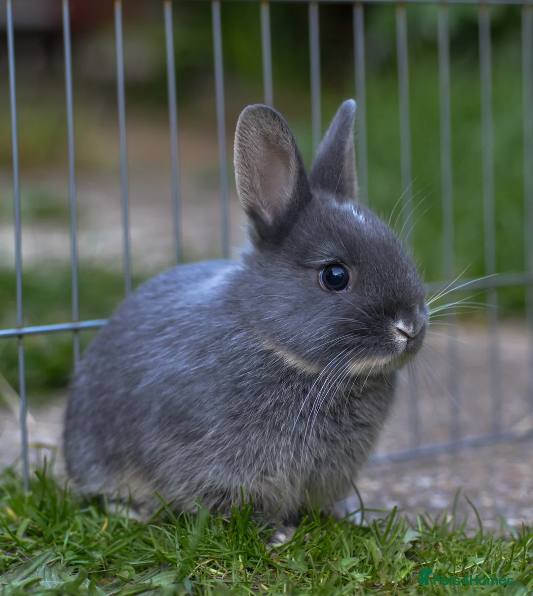 Netherland Dwarf rabbits for sale: Netherland Dwarf Babies - Advert 1