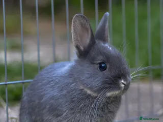 Netherland Dwarf rabbits Netherland Dwarf Babies - Advert 1
