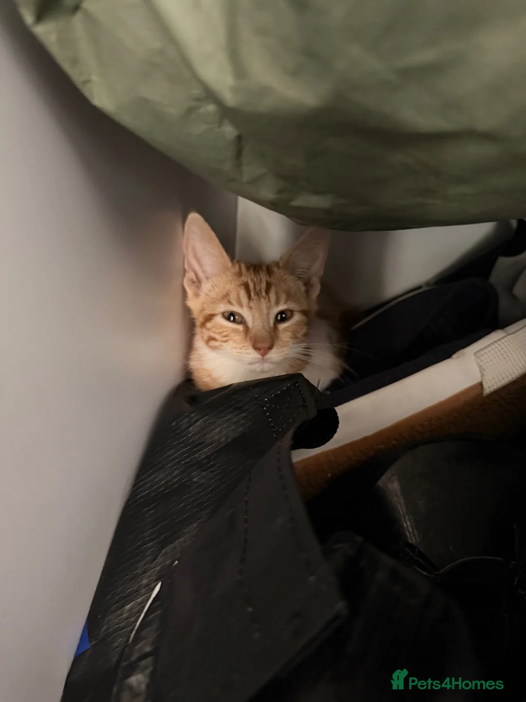 British Shorthair cats for sale: Ginge  in Rochester - Advert 2