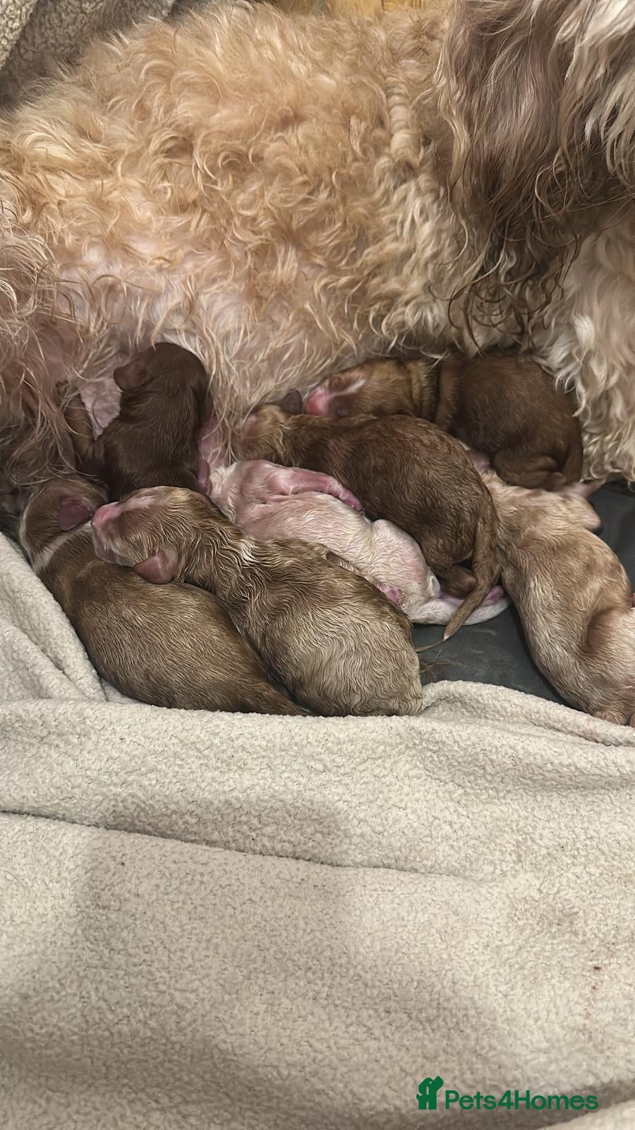 Cockapoo dogs F1b mini cockapoos  - Advert 1