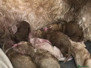 Cockapoo dogs F1b mini cockapoos - Advert 2