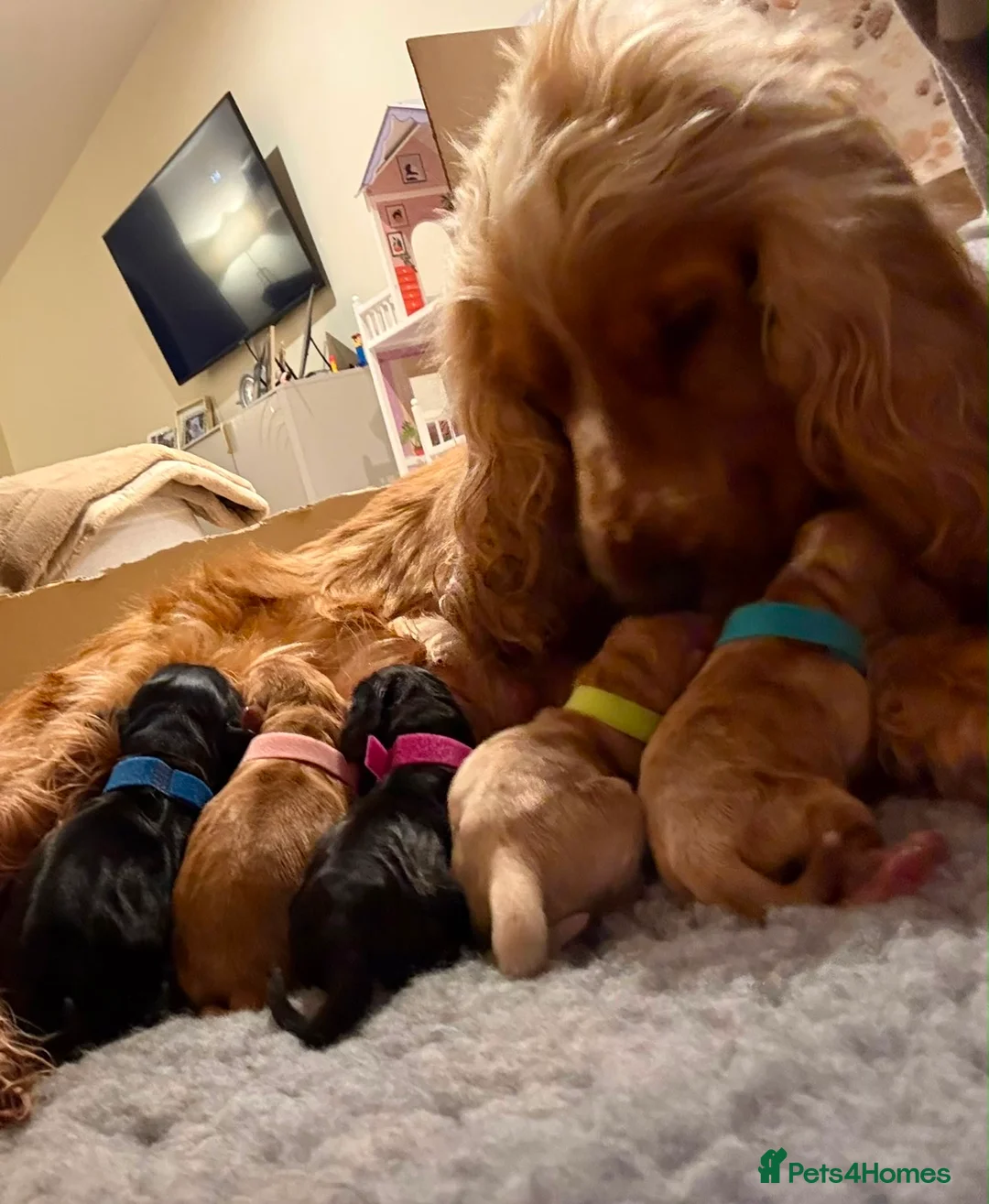 Cocker Spaniel dogs for sale: KC Registered English Show Type Cocker Spaniels in Liverpool - Advert 2