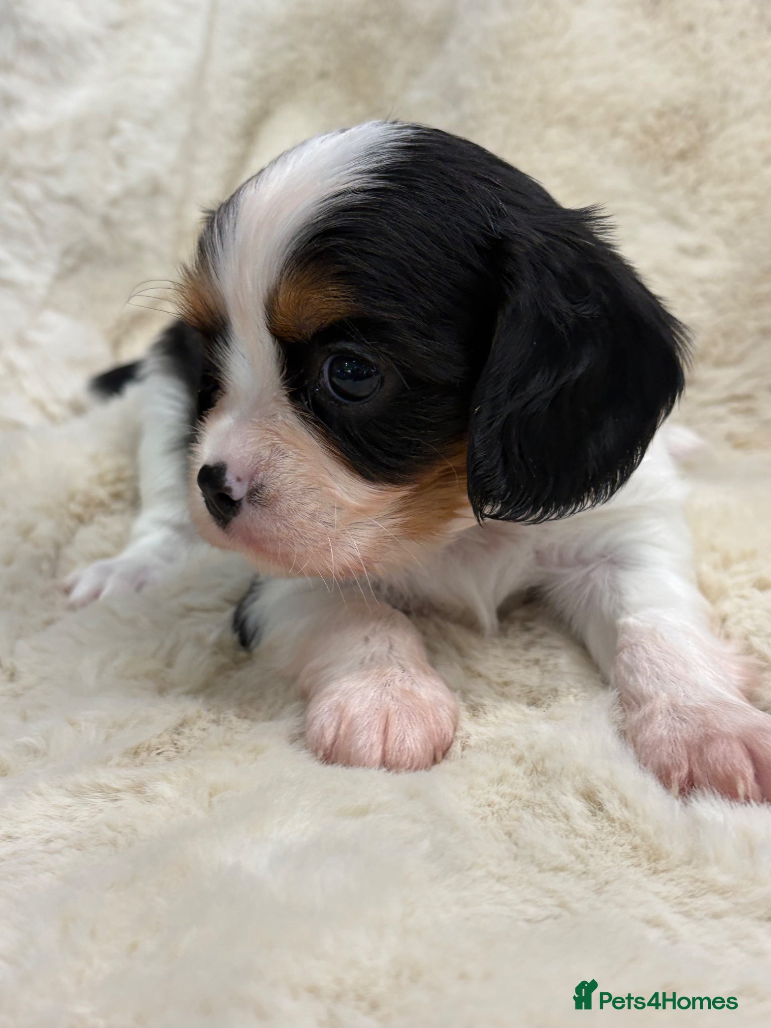 Cavalier King Charles Spaniel dogs for sale: Health tested cavalier pups  - Advert 15