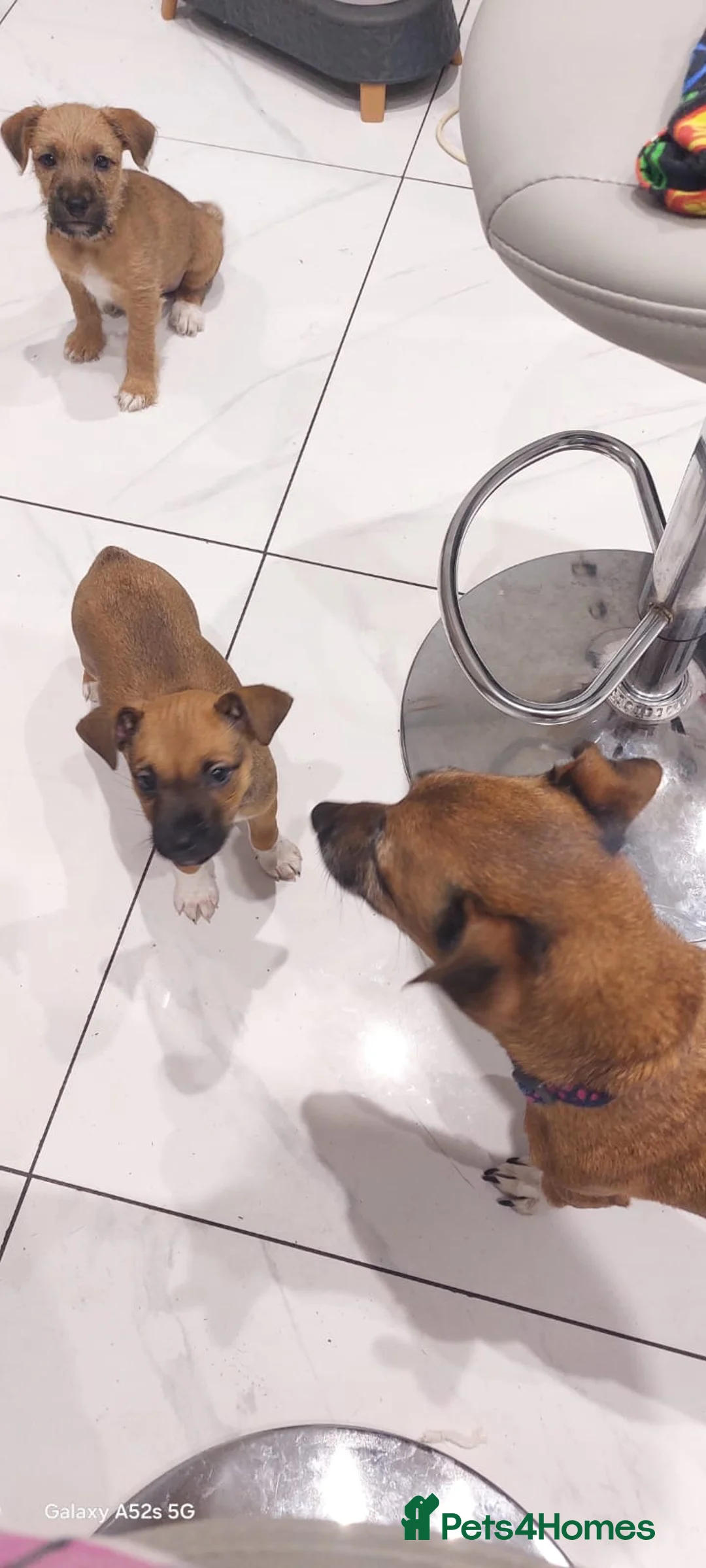 Mixed Breed dogs for sale: Bradley 5months old  - Advert 2