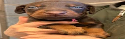 Dobermann dogs for sale: Championship Line European Doberman Puppies - Advert 10