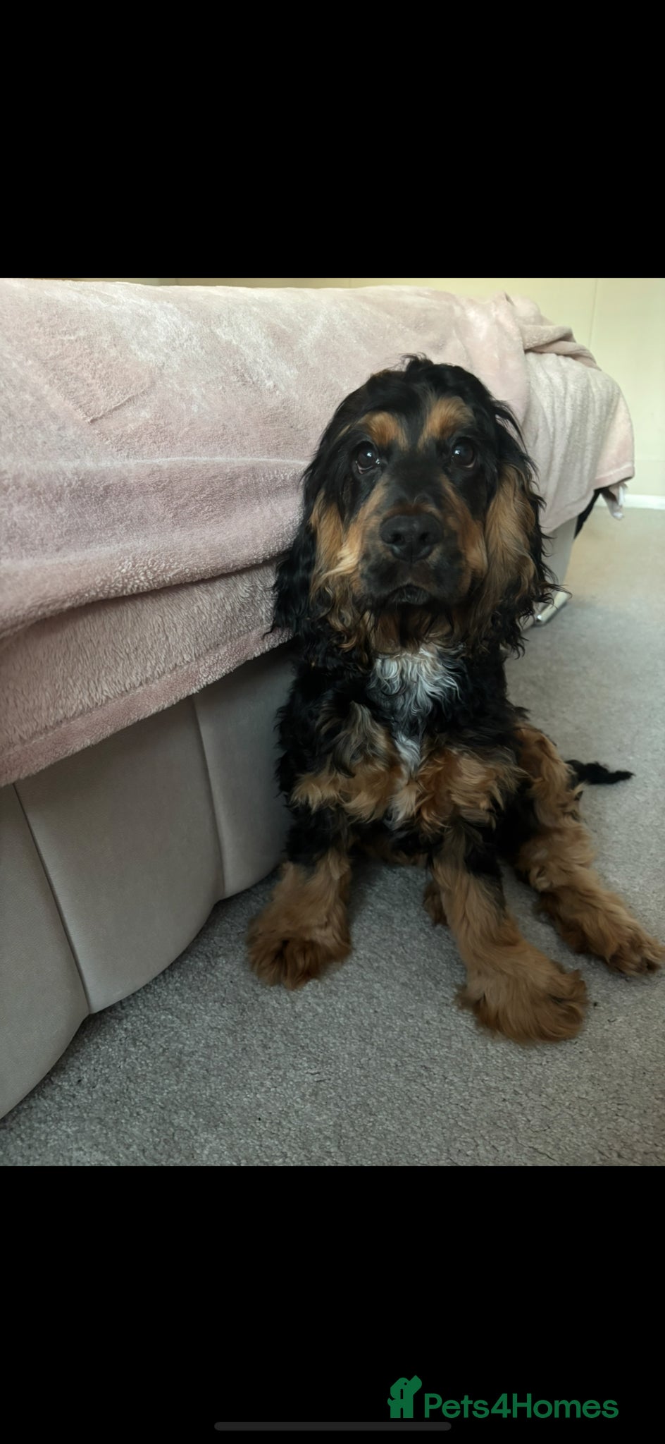 Cocker Spaniel dogs Tricoloured Cocker Spaniel stud - Advert 1