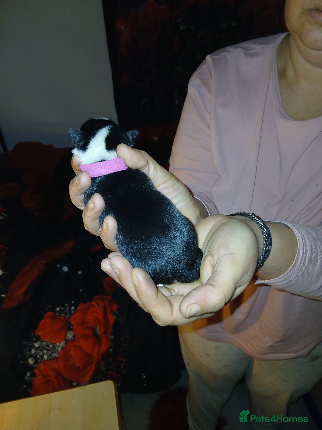 Chihuahua dogs for sale: Chihuahua puppys - Advert 7