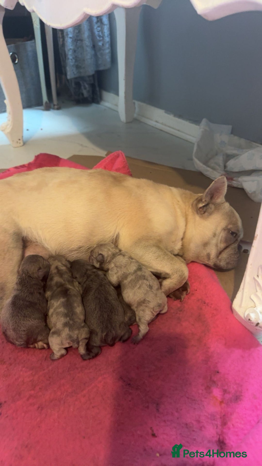 French Bulldog dogs for sale: French bulldog puppy  - Advert 6