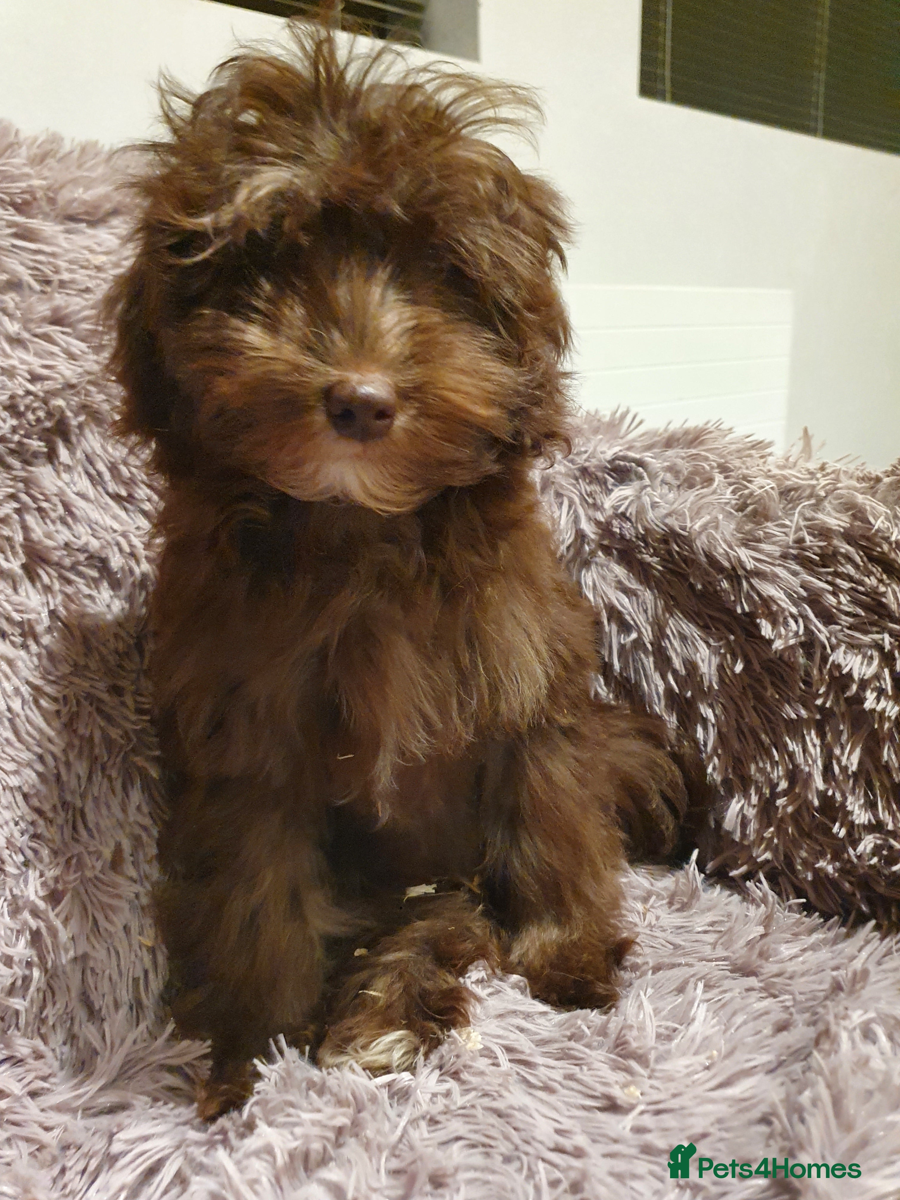 Labradoodle dogs Adorable litter of miniature labradoodles  - Advert 6