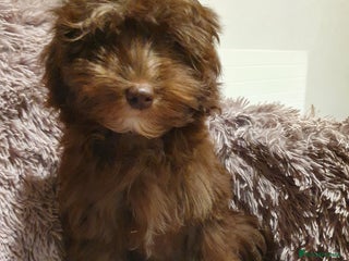 Labradoodle dogs Adorable litter of miniature labradoodles - Advert 6