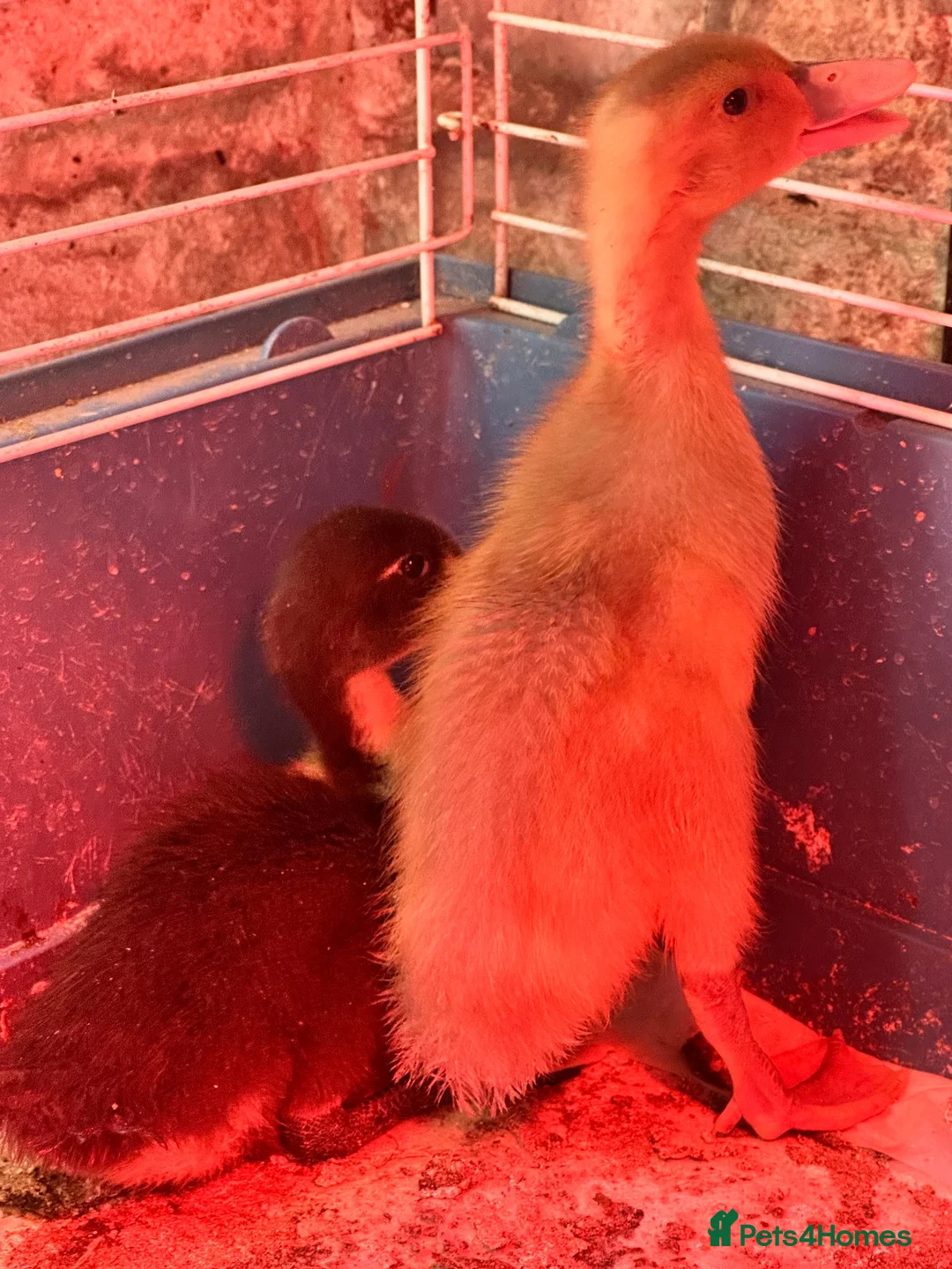 Ducks poultry for sale: Muscovy Indian runner duckling  - Advert 9