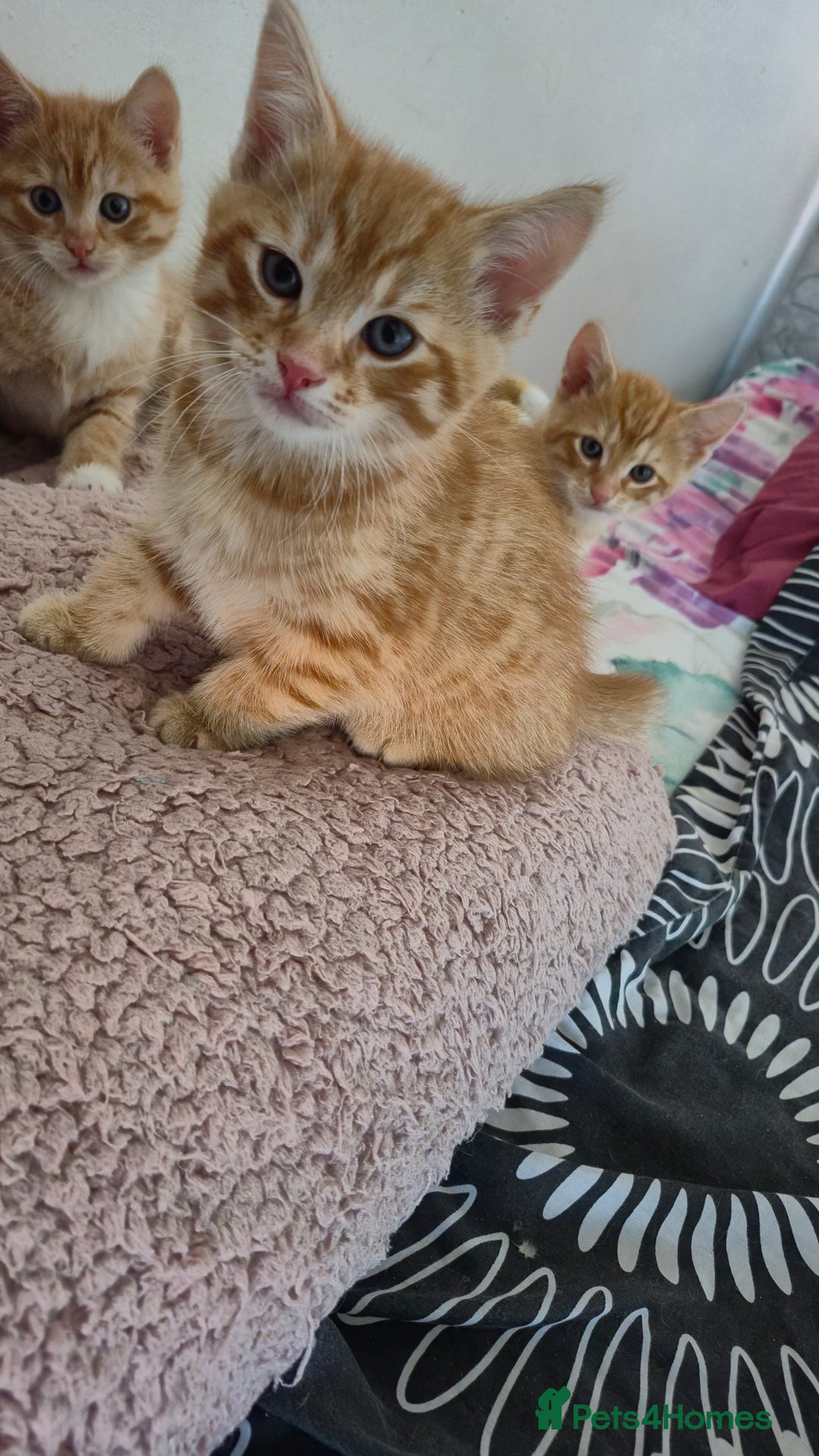 Mixed Breed cats for sale: Beautiful Kittens Savannah x Maine Coon Mix 🐾 - Image 4