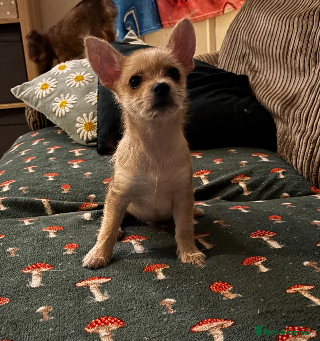 Chorkie dogs for sale: Chorkie boy for sale  - Advert 1