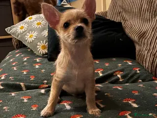 Chorkie dogs Chorkie boy for sale - Advert 3