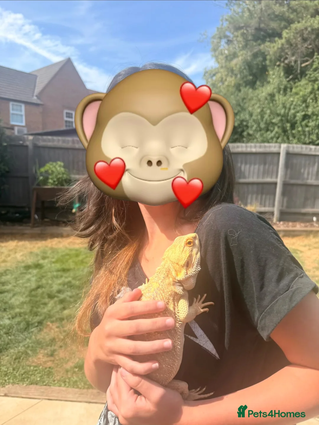 Bearded Dragon reptiles for sale: 1.5 year old friendly Bearded Dragon - Advert 6