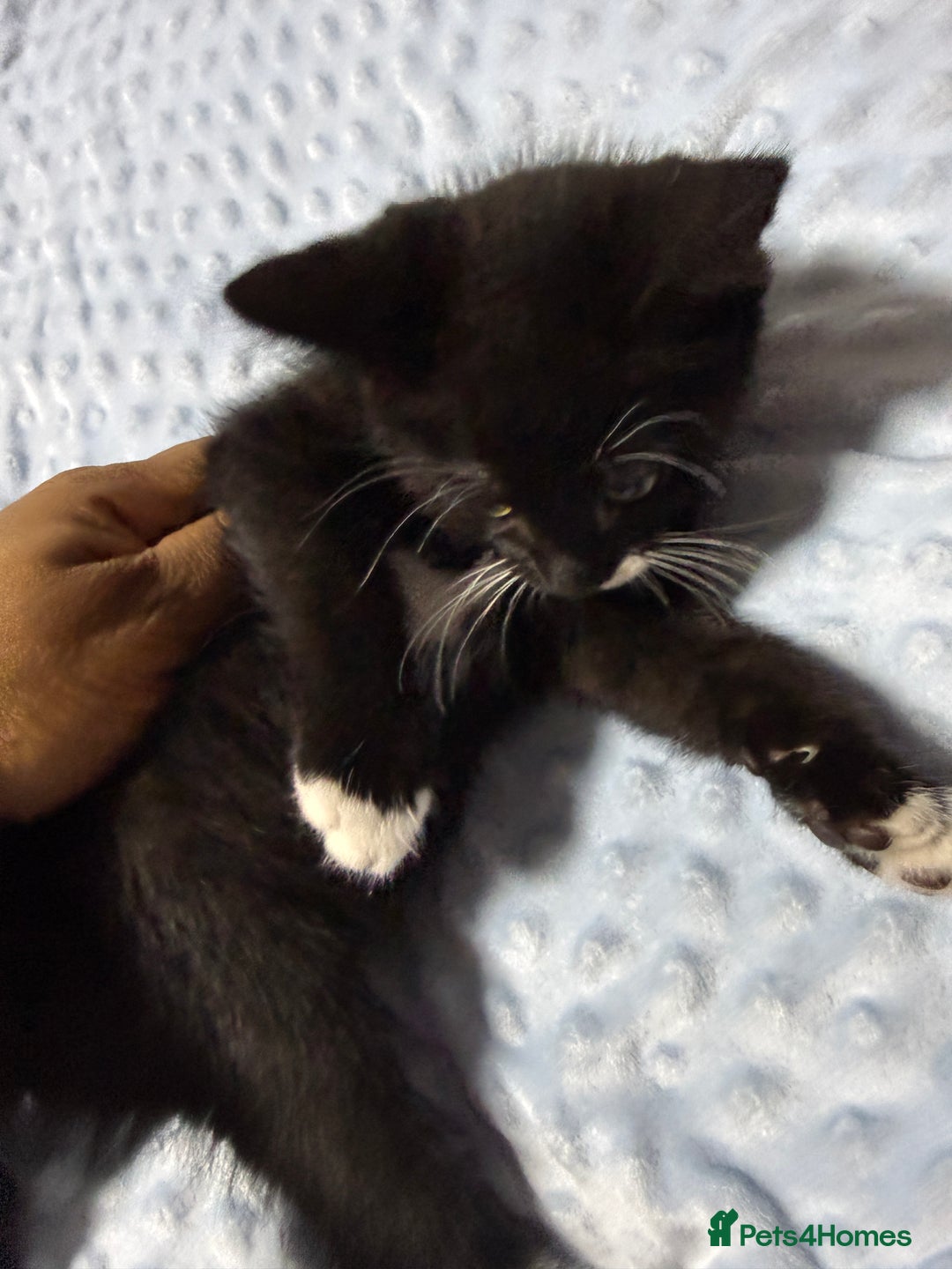 Mixed Breed cats for sale: Mixed Breed Kitten - Image 4