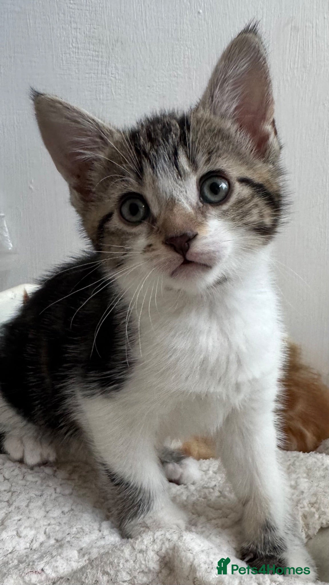 Mixed Breed cats cute kittens  - Advert 4