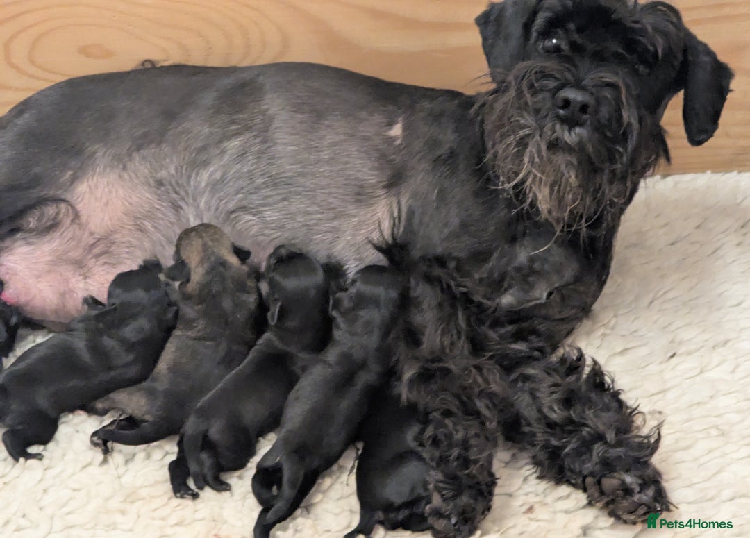 Miniature Schnauzer dogs for sale: Fully Health Tested,Kc Reg'd Mini Schnauzer Pups  - Image 4