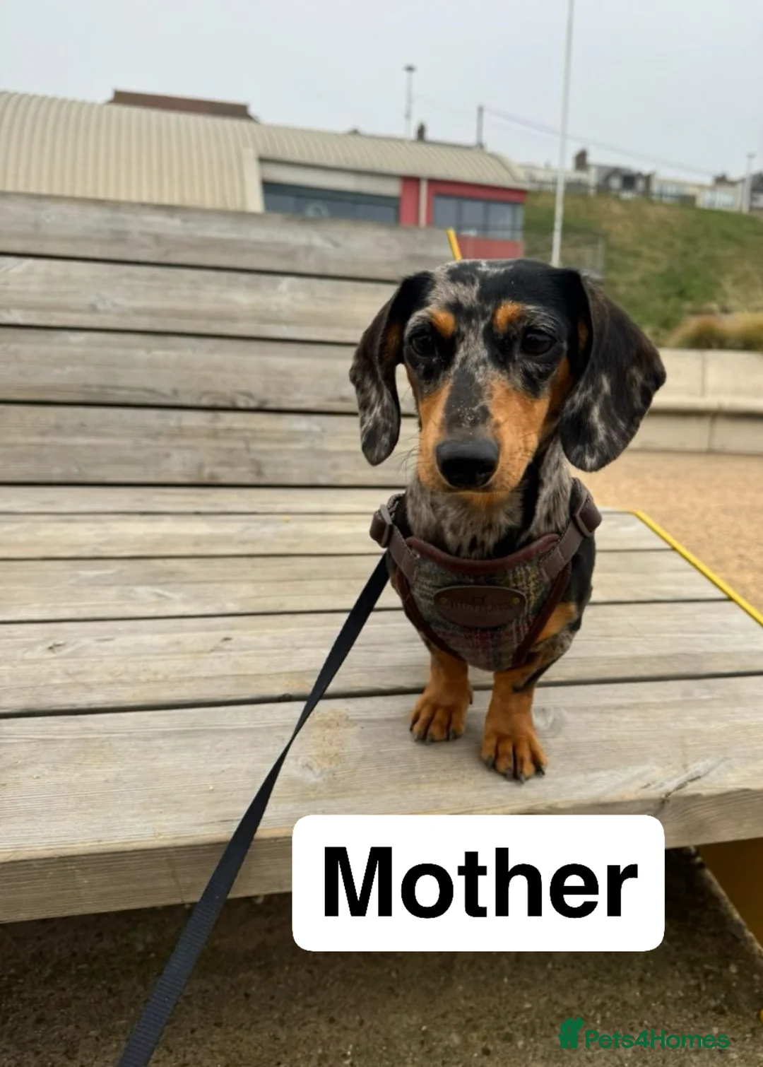 Miniature Dachshund dogs for sale: Miniature dachshund puppy  - Advert 7