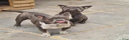 American Bully dogs for sale: Socks & Dolly looking for forever homes - Advert 6