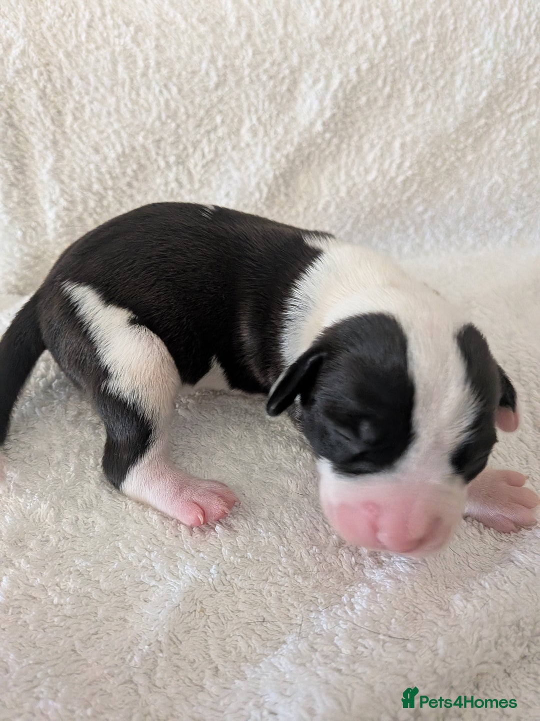 Mixed Breed dogs for sale: Cockerbull puppies  - Image 14