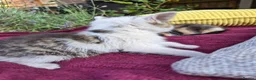 Mixed Breed cats for sale: Adorable Kittens for Sale – 3 Boys, 2 Girls in London - Advert 22