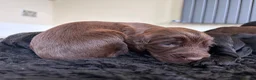 Cocker Spaniel dogs for sale: KC registered pedigree cocker spaniels - Advert 36