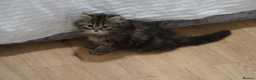Persian cats for sale: Kitten for sale  in London - Advert 4