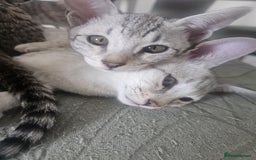 Savannah cats for sale: Savannah F6 kittens *Last one Left* - Image 24