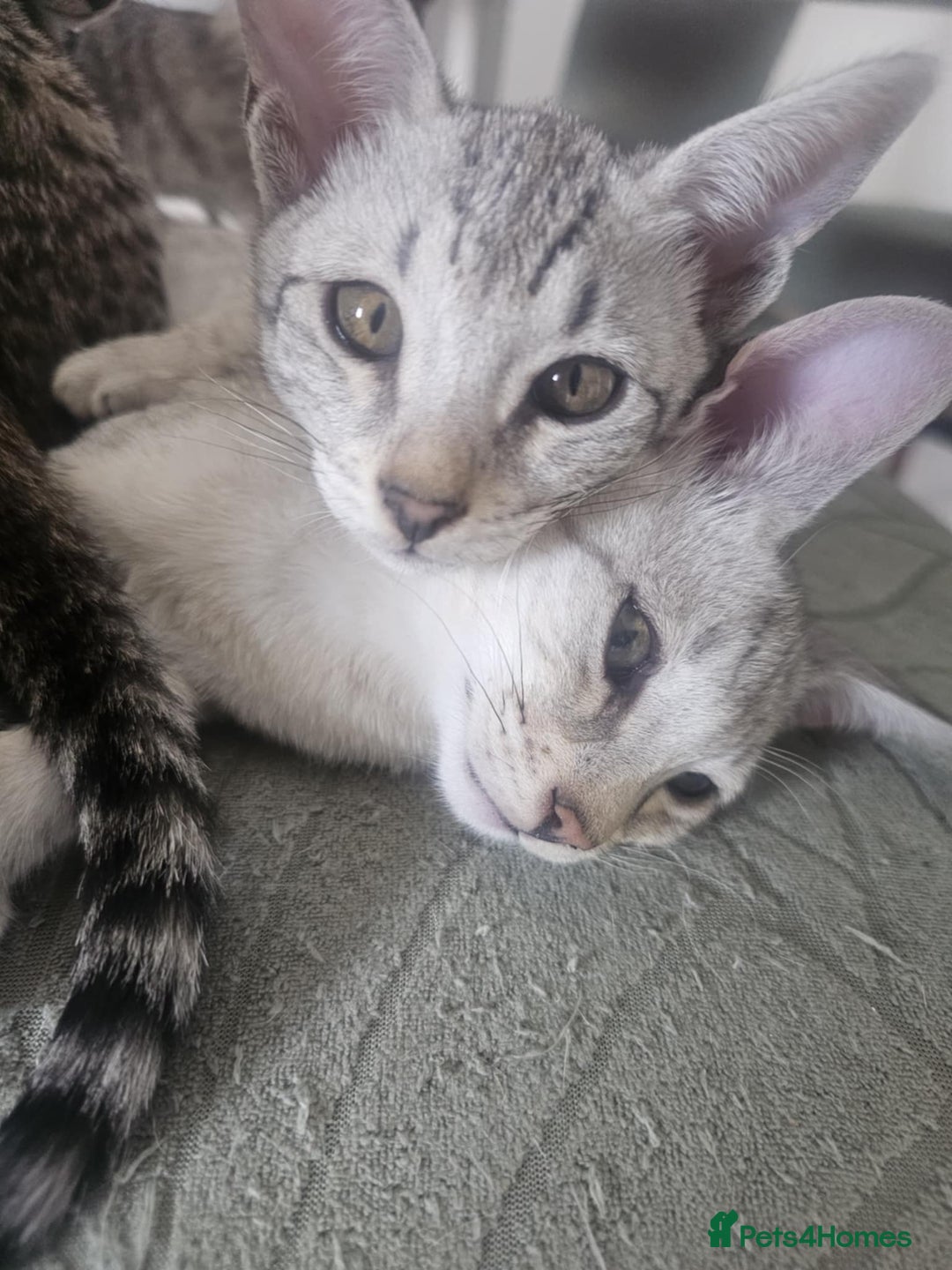 Savannah cats for sale: Savannah F6 kittens *Last one Left* - Image 24