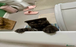 Scottish Fold cats for sale: Adorable 3 Months Old Scottish Fold Boy - Image 6