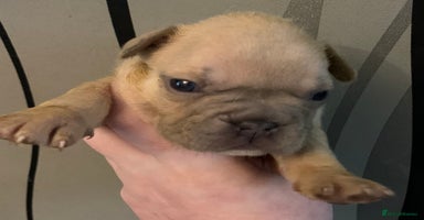 French Bulldog dogs French bulldogs need loving new homes - Advert 7