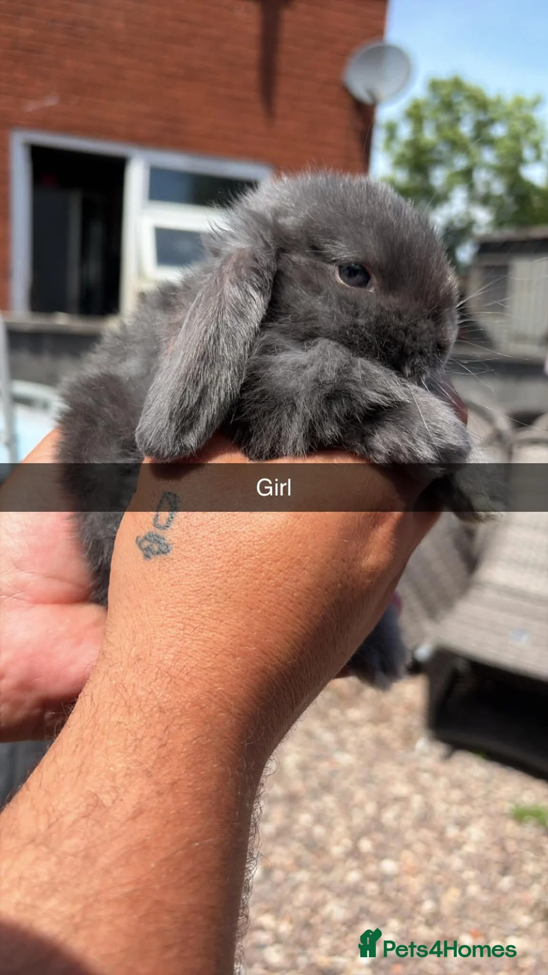 Mini Lop rabbits for sale: Mini lop babies  - Advert 1
