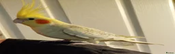 Cockatiels birds for sale: Hand tame pied lutino female 3.5 y/o - Advert 7