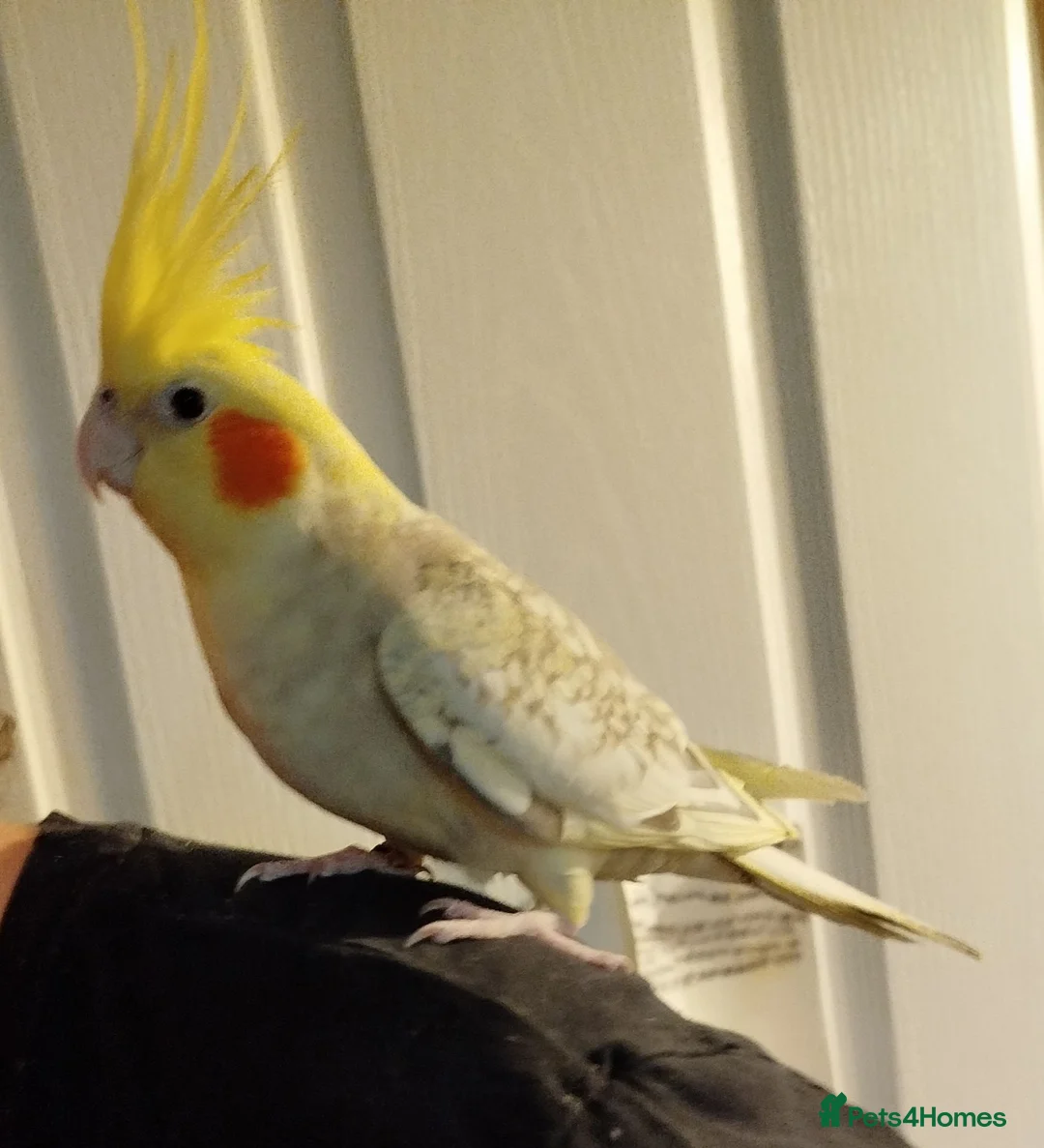 Cockatiels birds for sale: Hand tame pied lutino female 3.5 y/o - Advert 7
