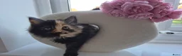 Mixed Breed cats for sale: Fluffy Kittens Available Now - Advert 8