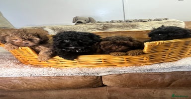 Shihpoo dogs stunningly gorgeous shihpoos - Advert 14