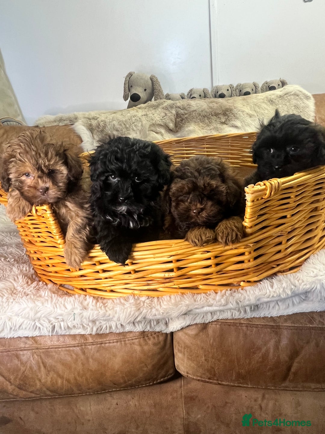 Shihpoo dogs for sale: stunningly gorgeous shihpoos - Advert 3