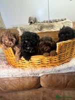 Shihpoo dogs stunningly gorgeous shihpoos - Advert 1