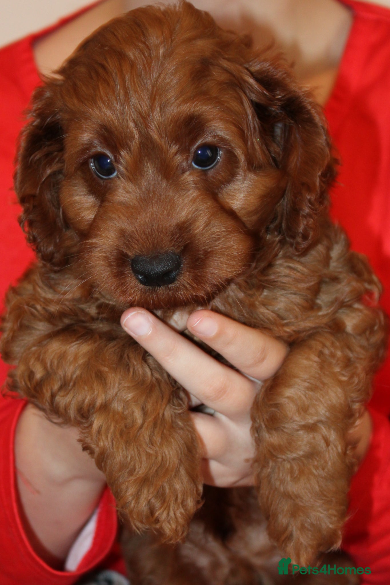 Cockapoo dogs Last puppy  - Advert 18
