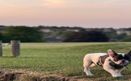 French Bulldog dogs for sale: Oreo French bulldog  - Image 7