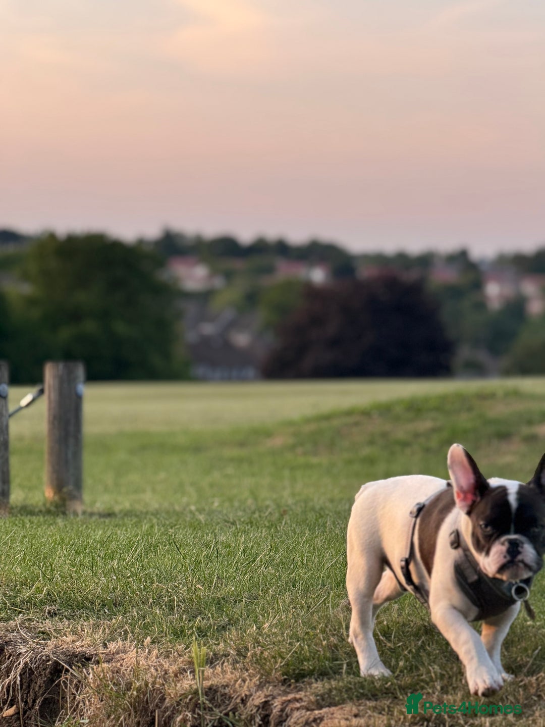 French Bulldog dogs for sale: Oreo French bulldog  - Image 7