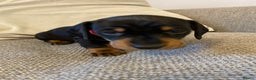 Miniature Dachshund dogs for sale: Beautiful miniature smooth KC reg dachshund  - Advert 6
