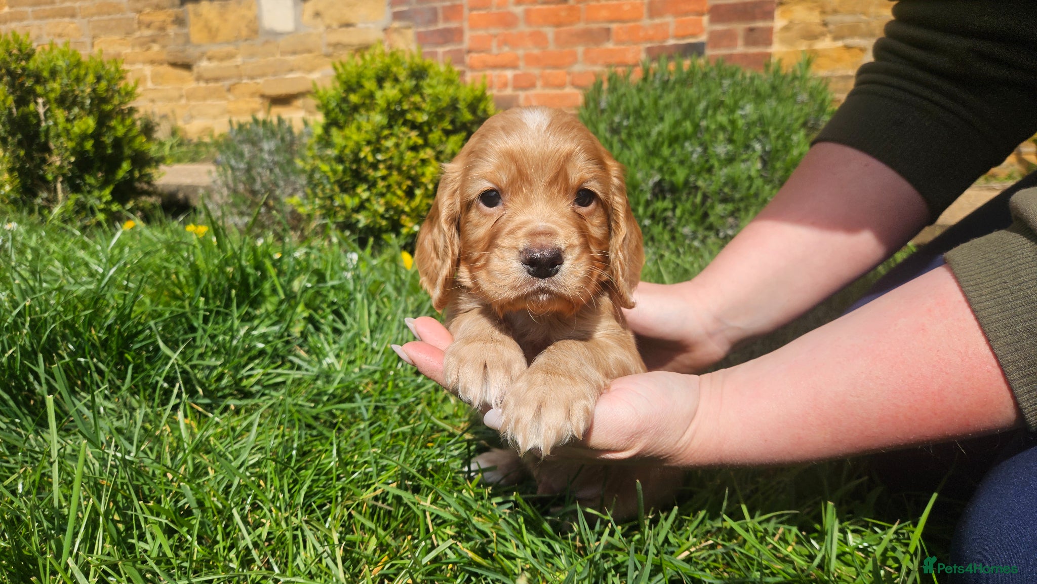 Cocker Spaniel dogs Meet lady's beautiful cocker spaniel puppies - Advert 7